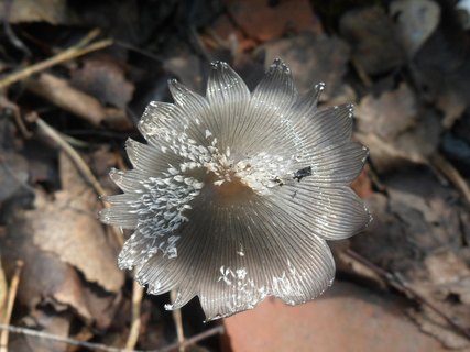 Coprinopsis lagopides