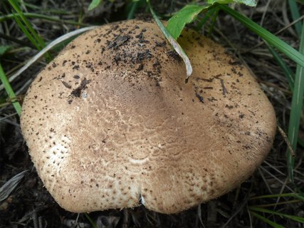 Echinoderma asperum