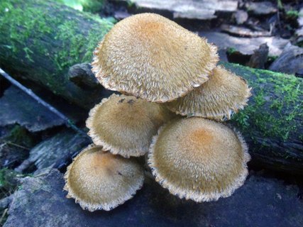 Lacrymaria pyrotricha