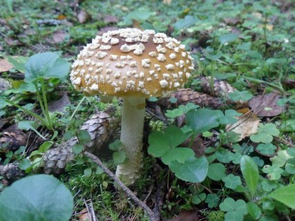 Amanita pantherina