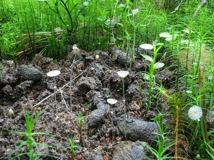 Coprinopsis stercorea