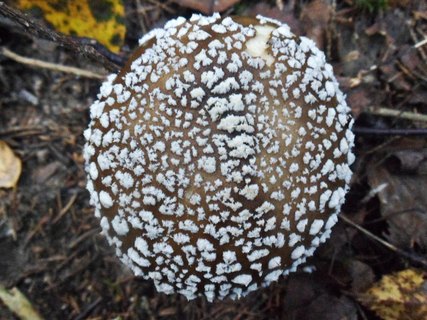 Amanita pantherina