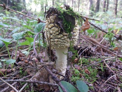 Amanita pantherina