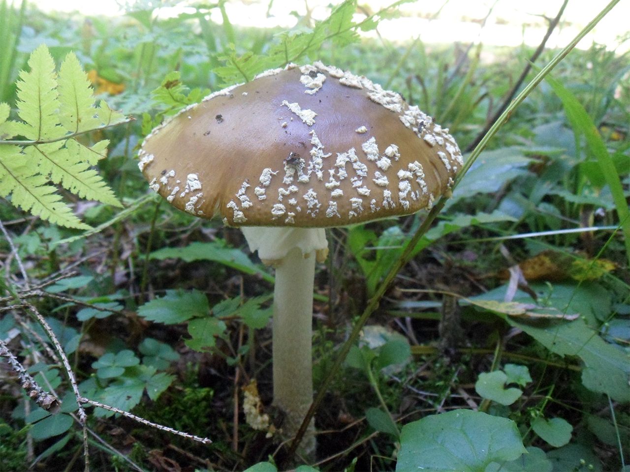 Amanita pantherina