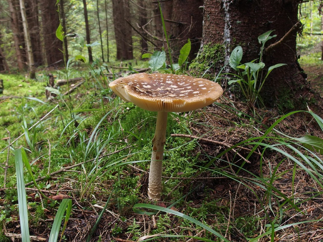 Amanita regalis