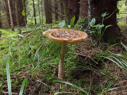 Amanita regalis