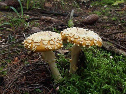 Amanita regalis