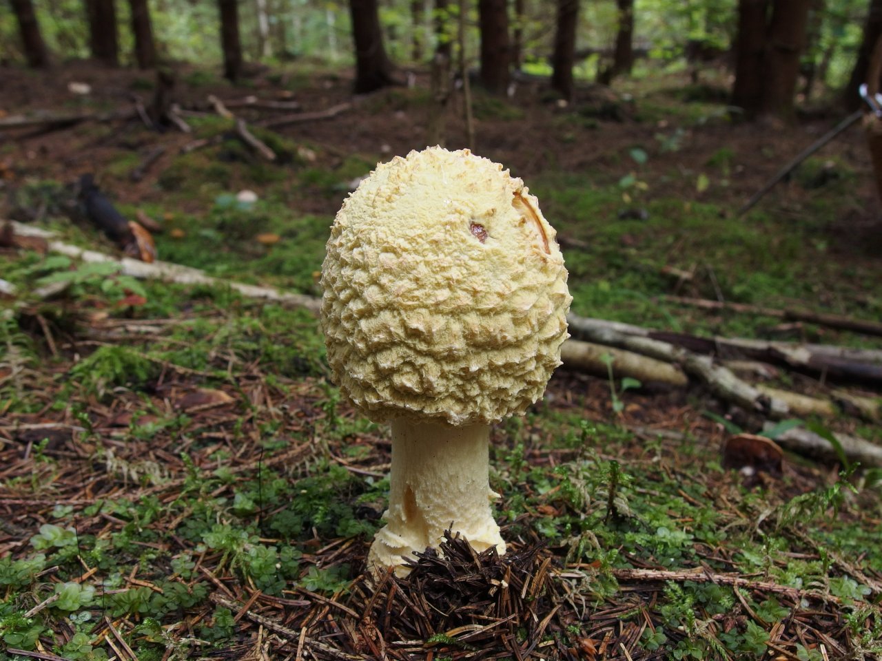 Amanita regalis