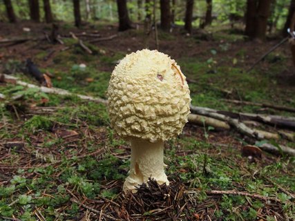 Amanita regalis