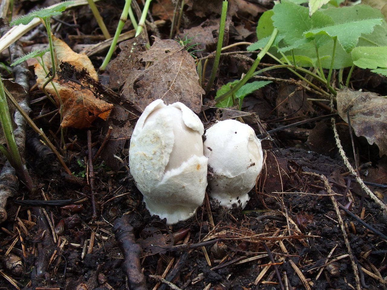 Amanita vaginata