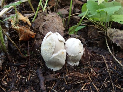 Amanita vaginata