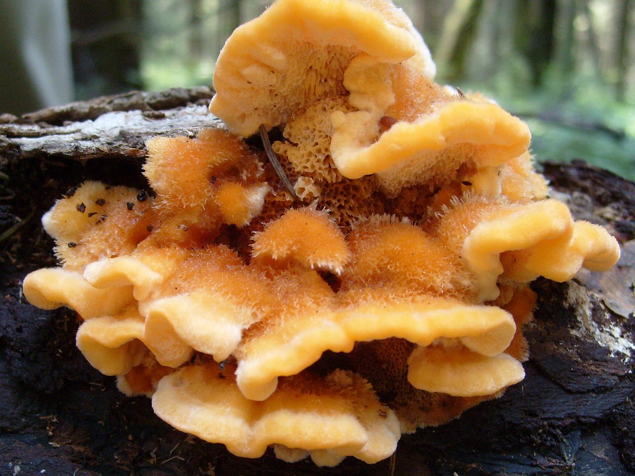 Pycnoporellus fulgens