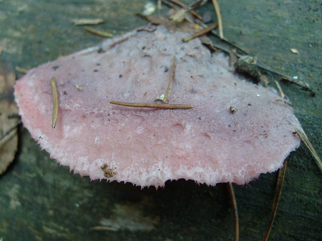 Leptoporus