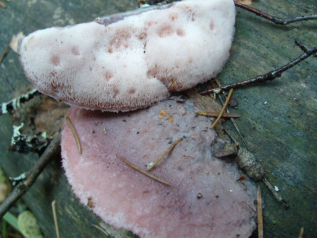 Leptoporus mollis