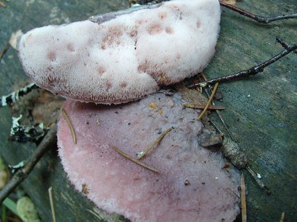 Leptoporus mollis