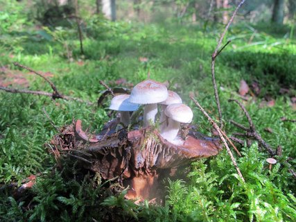 Asterophora lycoperdoides
