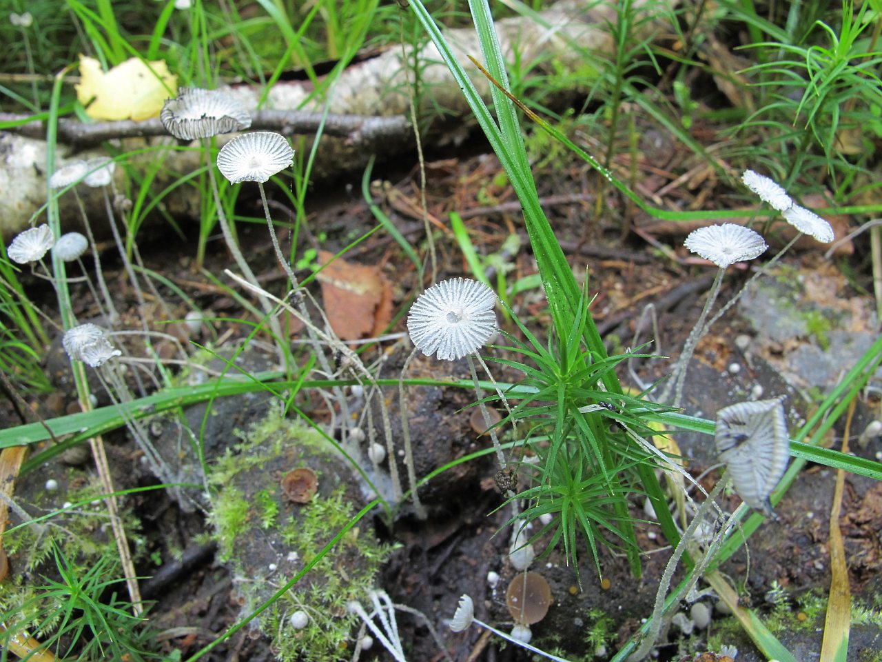 Coprinopsis stercorea