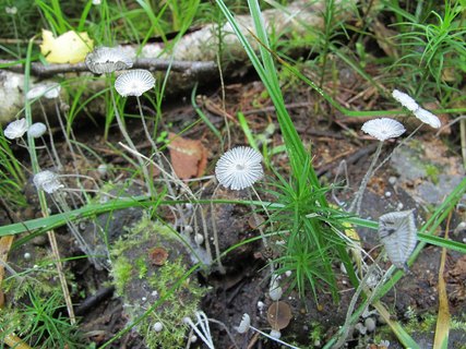 Coprinopsis stercorea