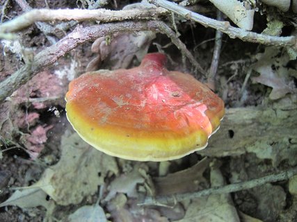Ganoderma lucidum