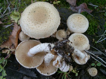 Pholiota gummosa