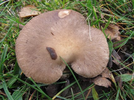 Pleurotus eryngii