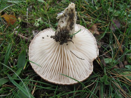 Pleurotus eryngii