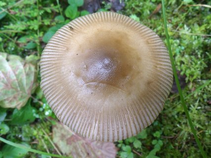 Amanita battarrae