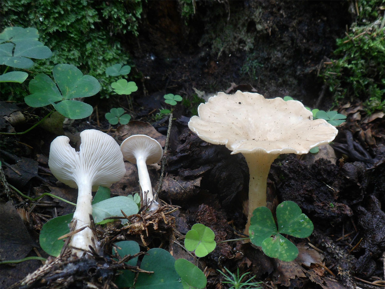 Clitocybe gibba