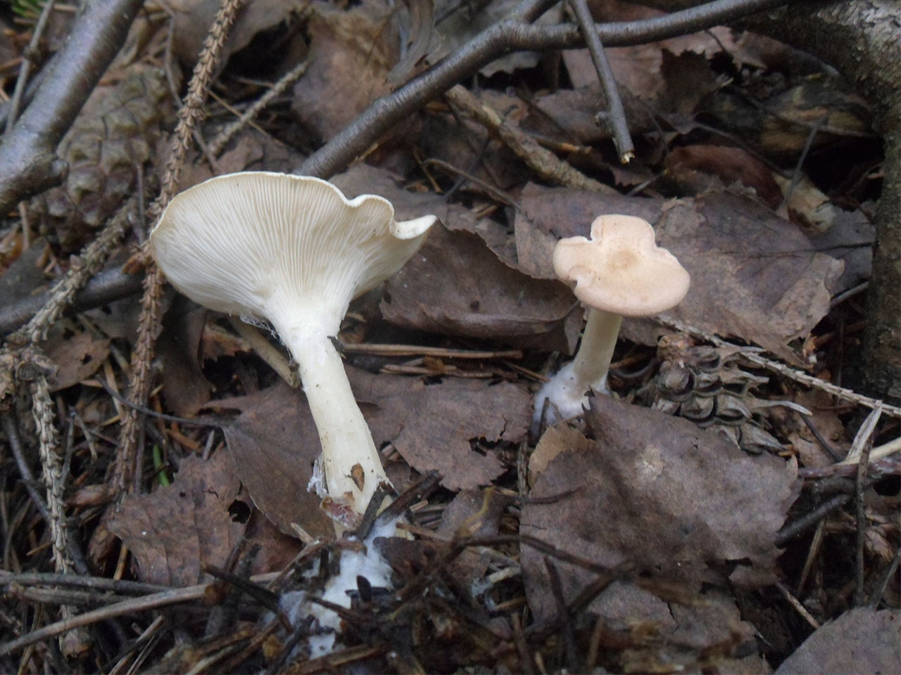 Clitocybe gibba