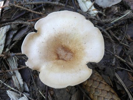 Clitocybe gibba