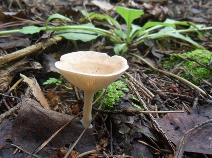 Clitocybe gibba