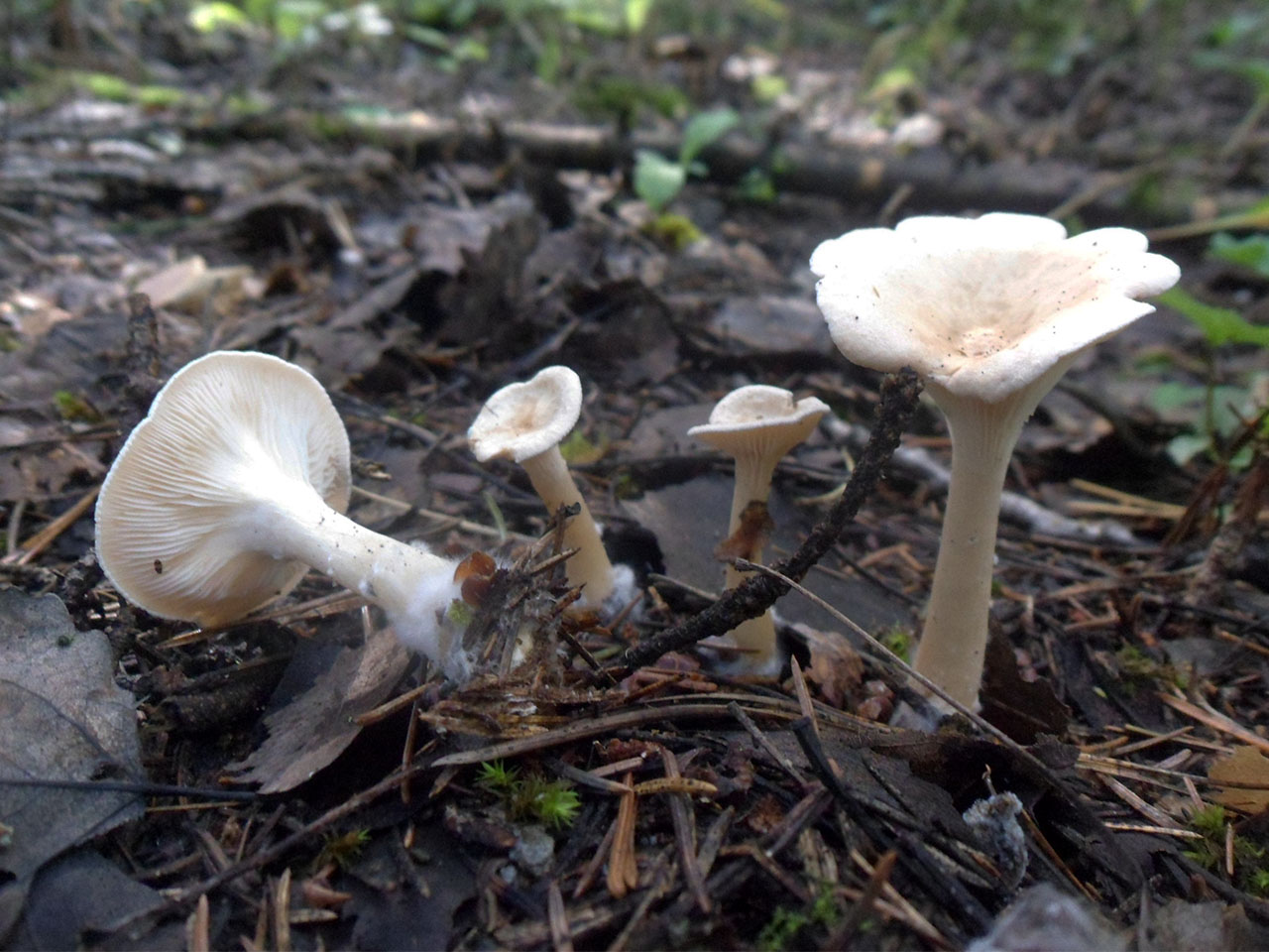 Clitocybe gibba