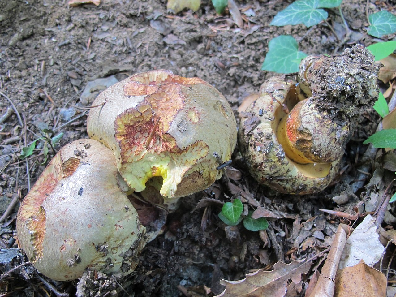 Butyriboletus