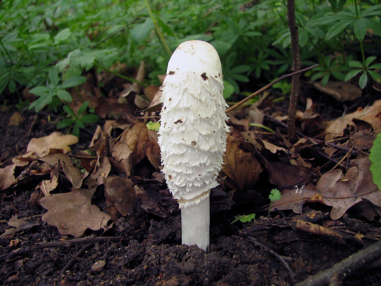 Coprinus