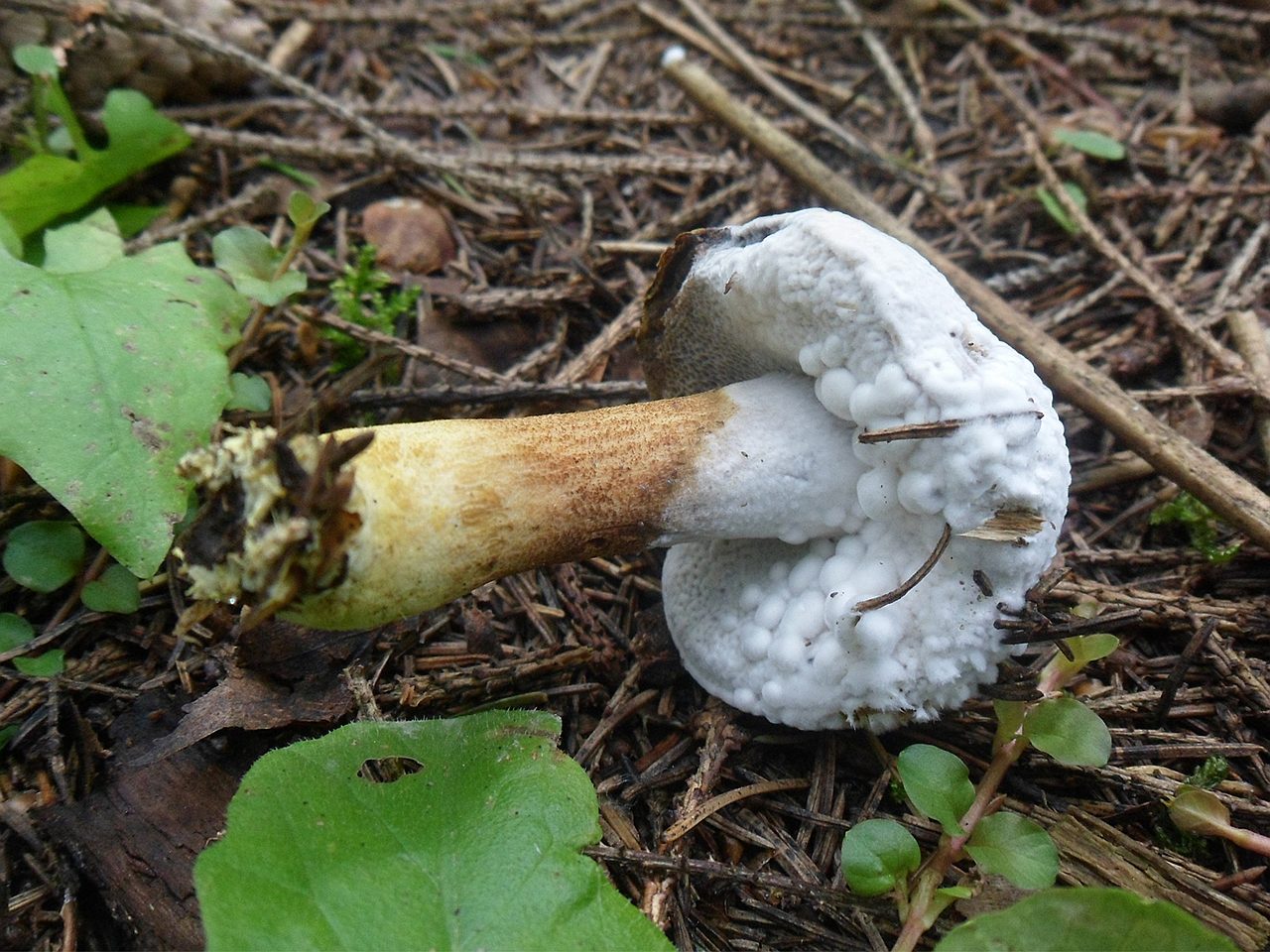 Hypomyces chrysospermus