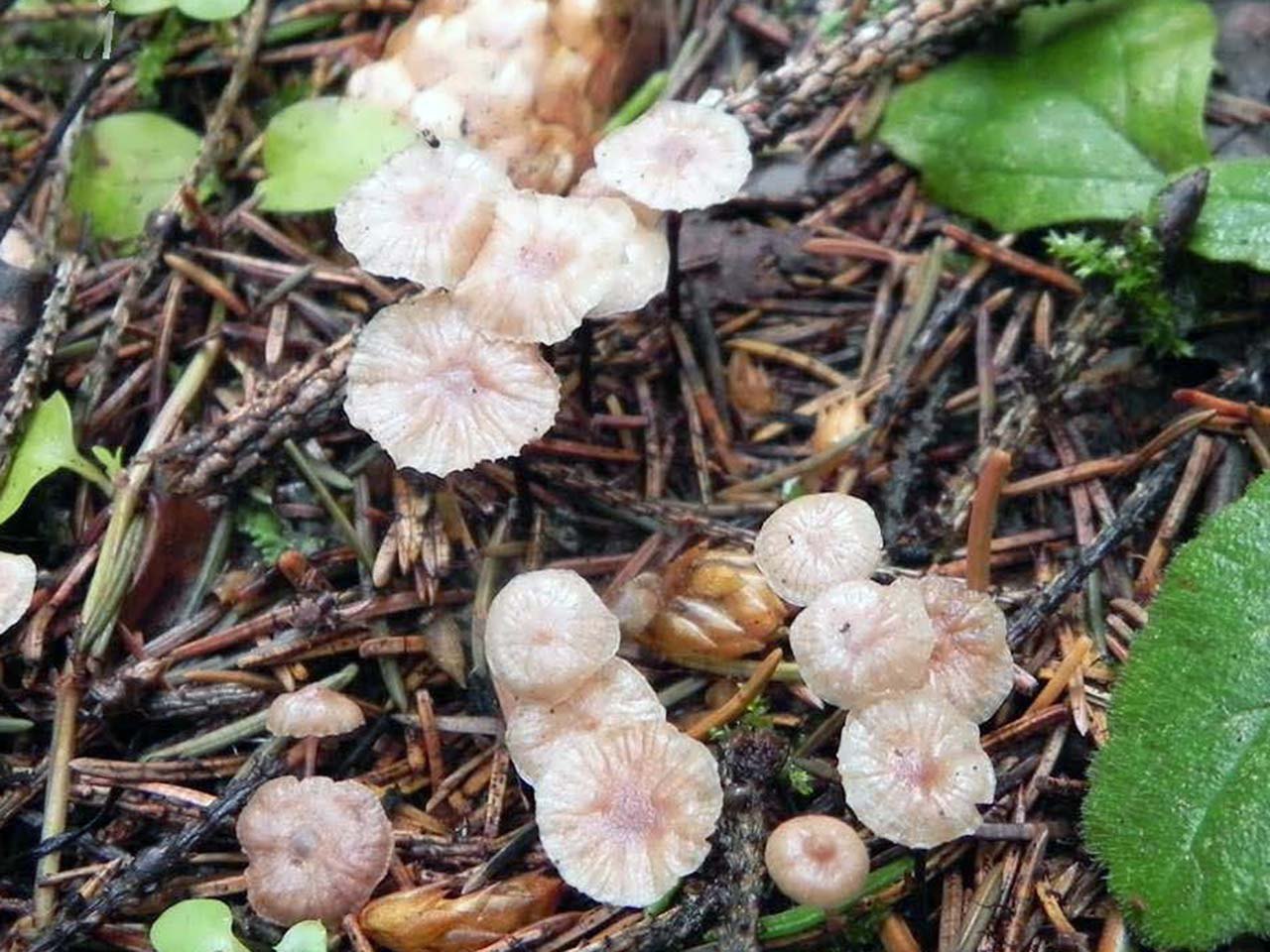 Gymnopus perforans