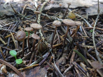 Gymnopus perforans