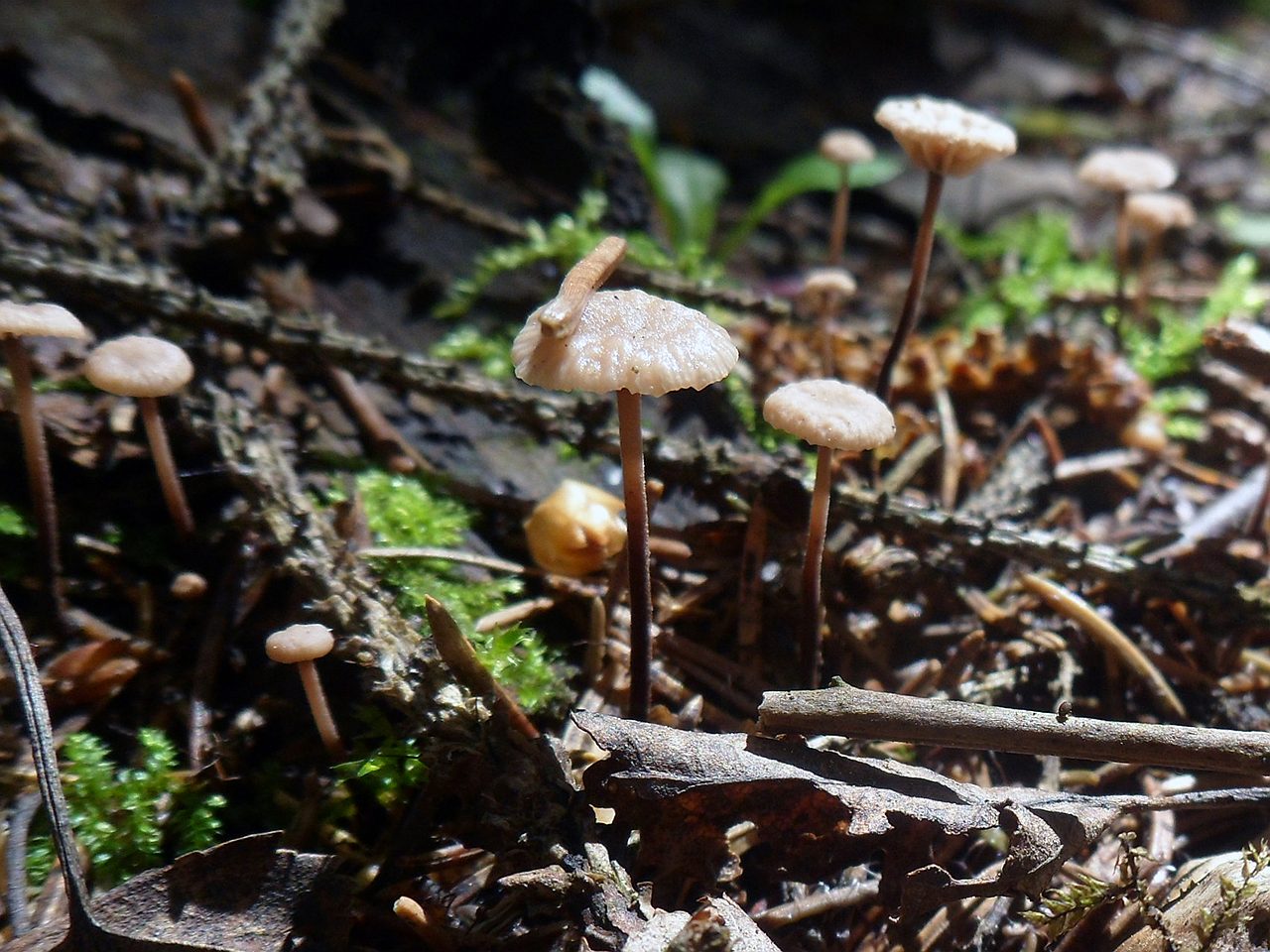 Gymnopus perforans