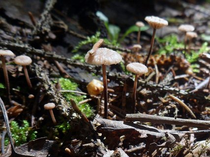 Gymnopus perforans