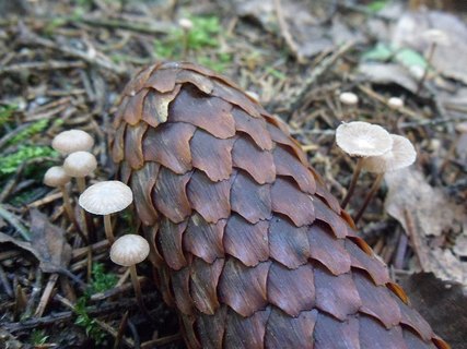 Gymnopus perforans