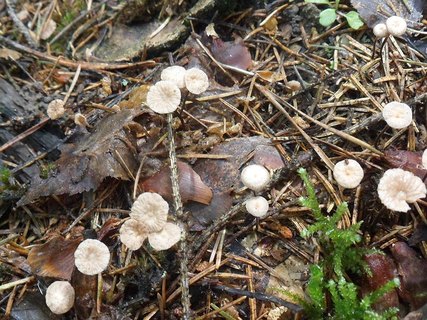 Gymnopus perforans