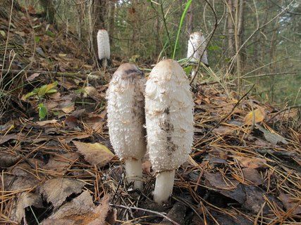 Coprinus comatus