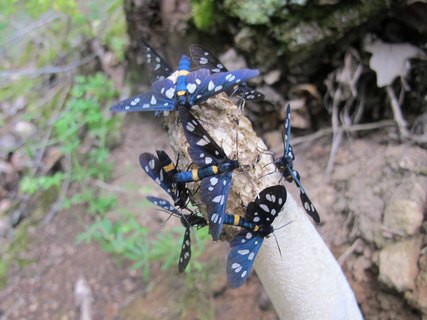 Phallus impudicus