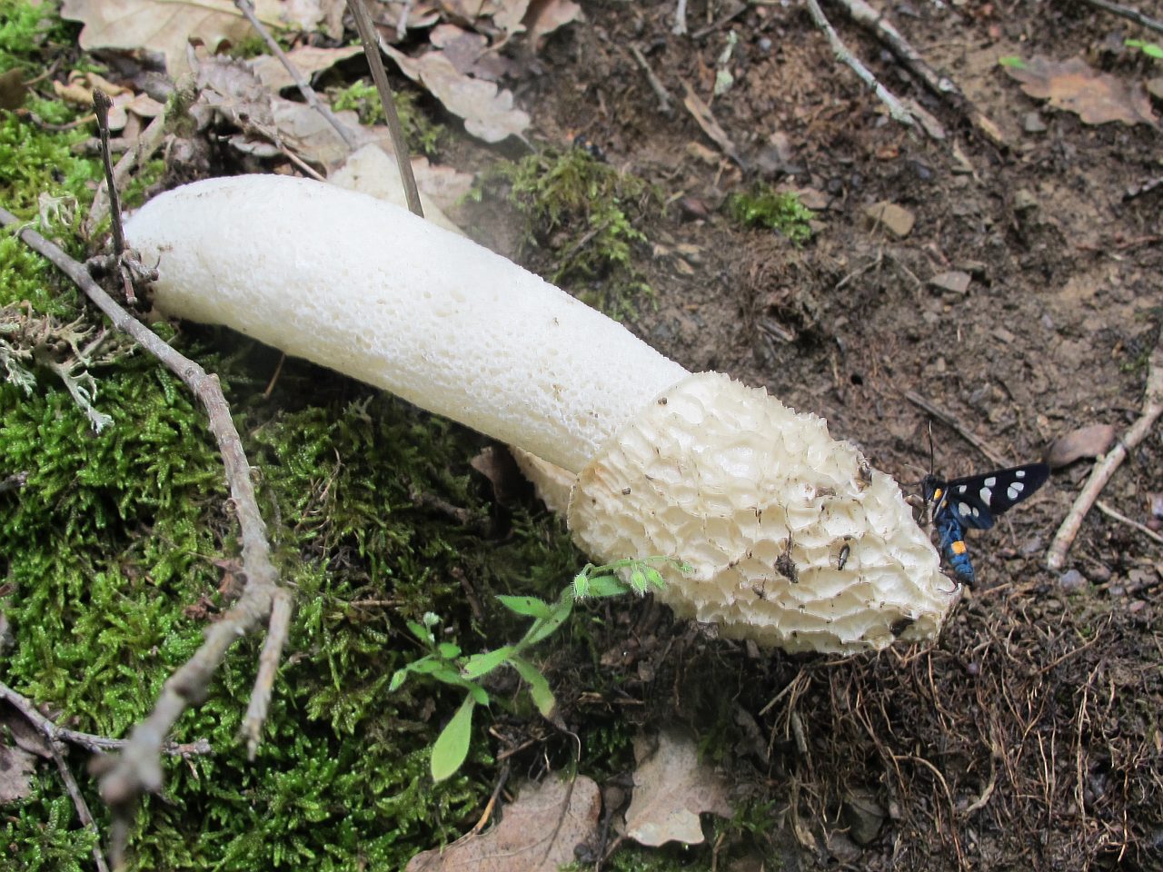 Phallus impudicus