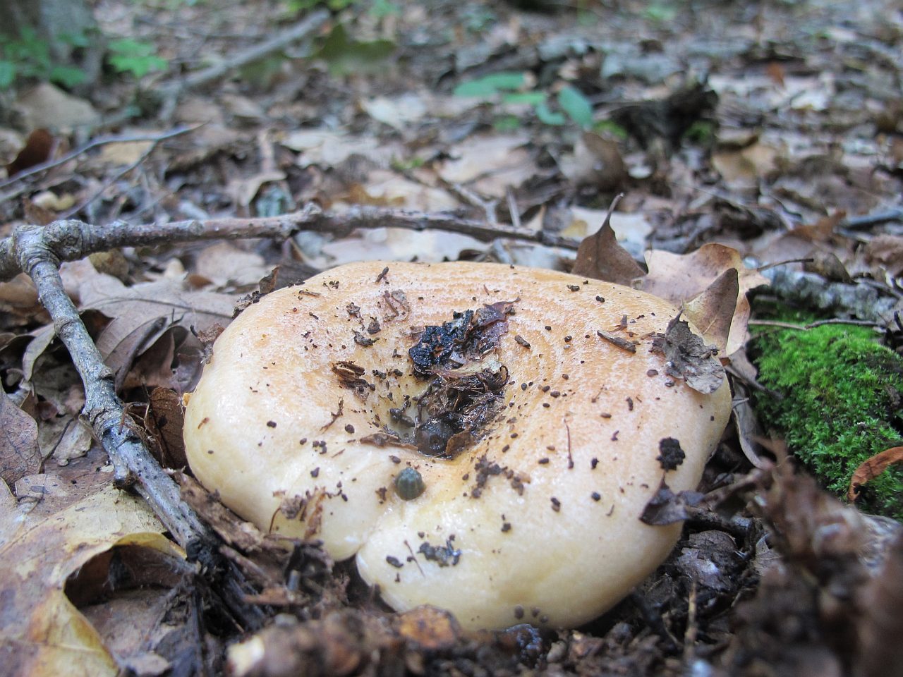 Lactarius zonarius