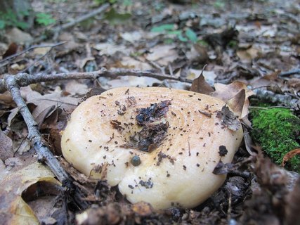 Lactarius zonarius
