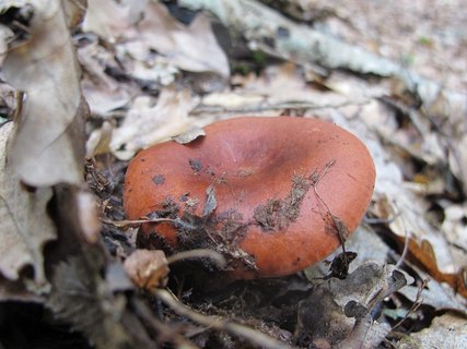 Lactarius fulvissimus