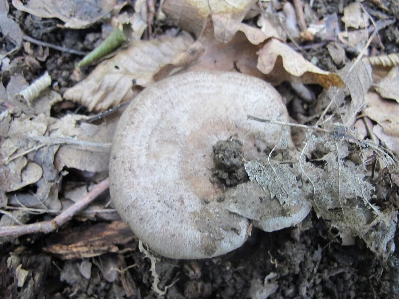 Lactarius circellatus