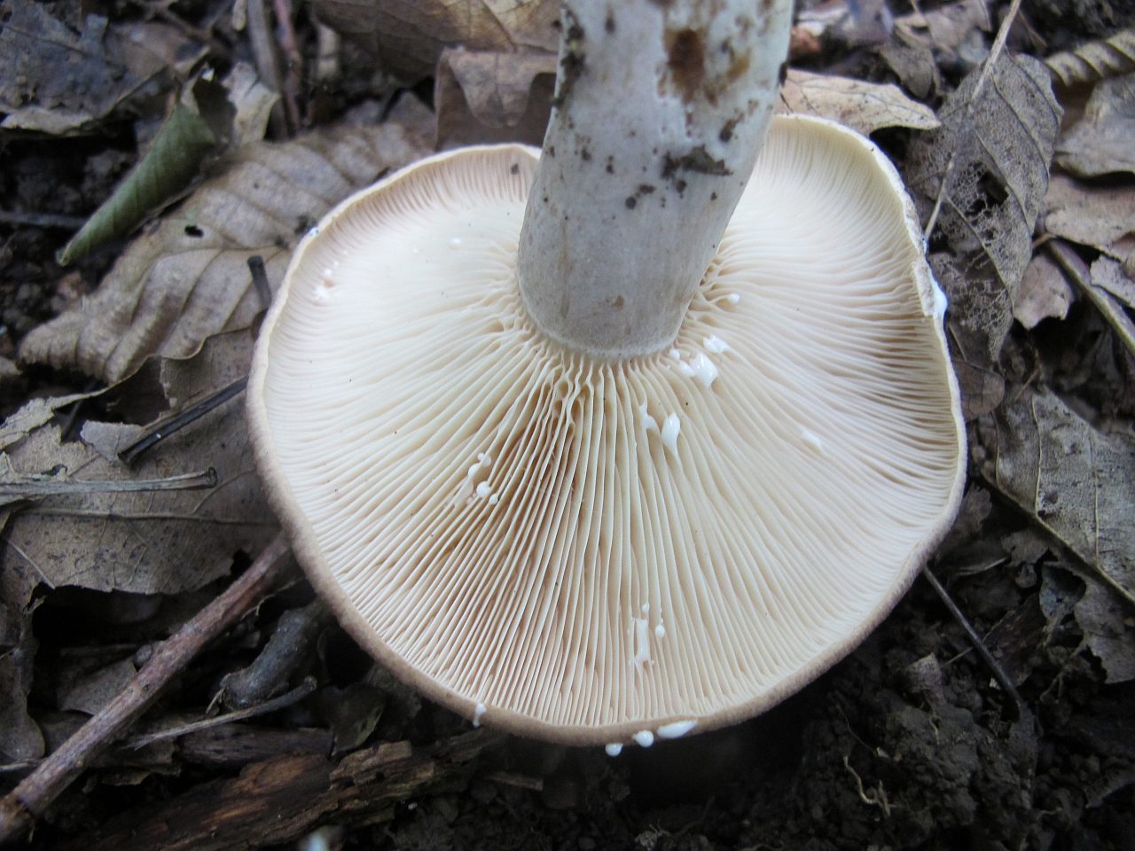 Lactarius circellatus