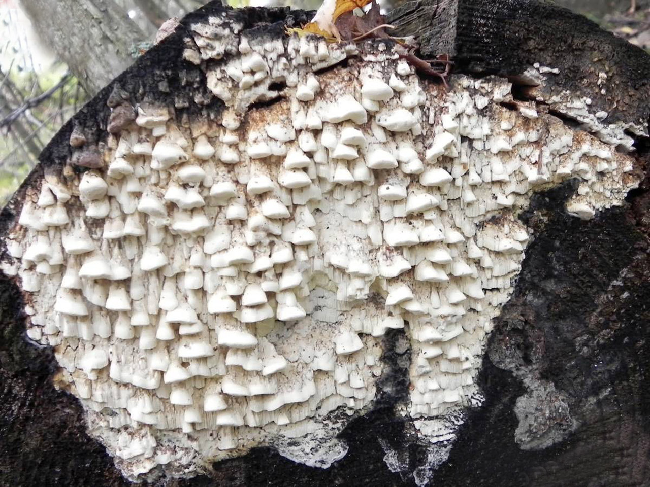 Antrodia serialis